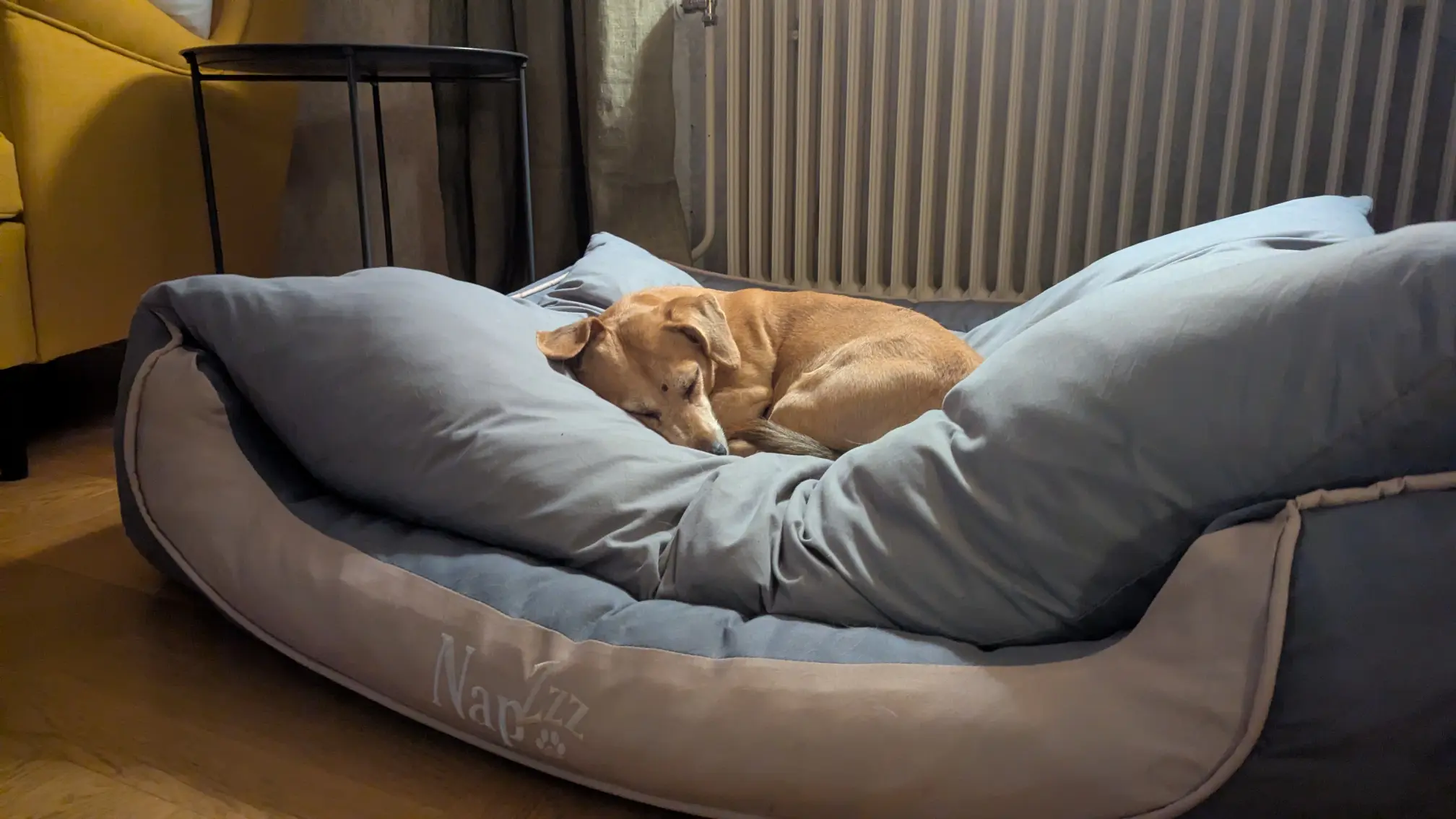 Hund sovar