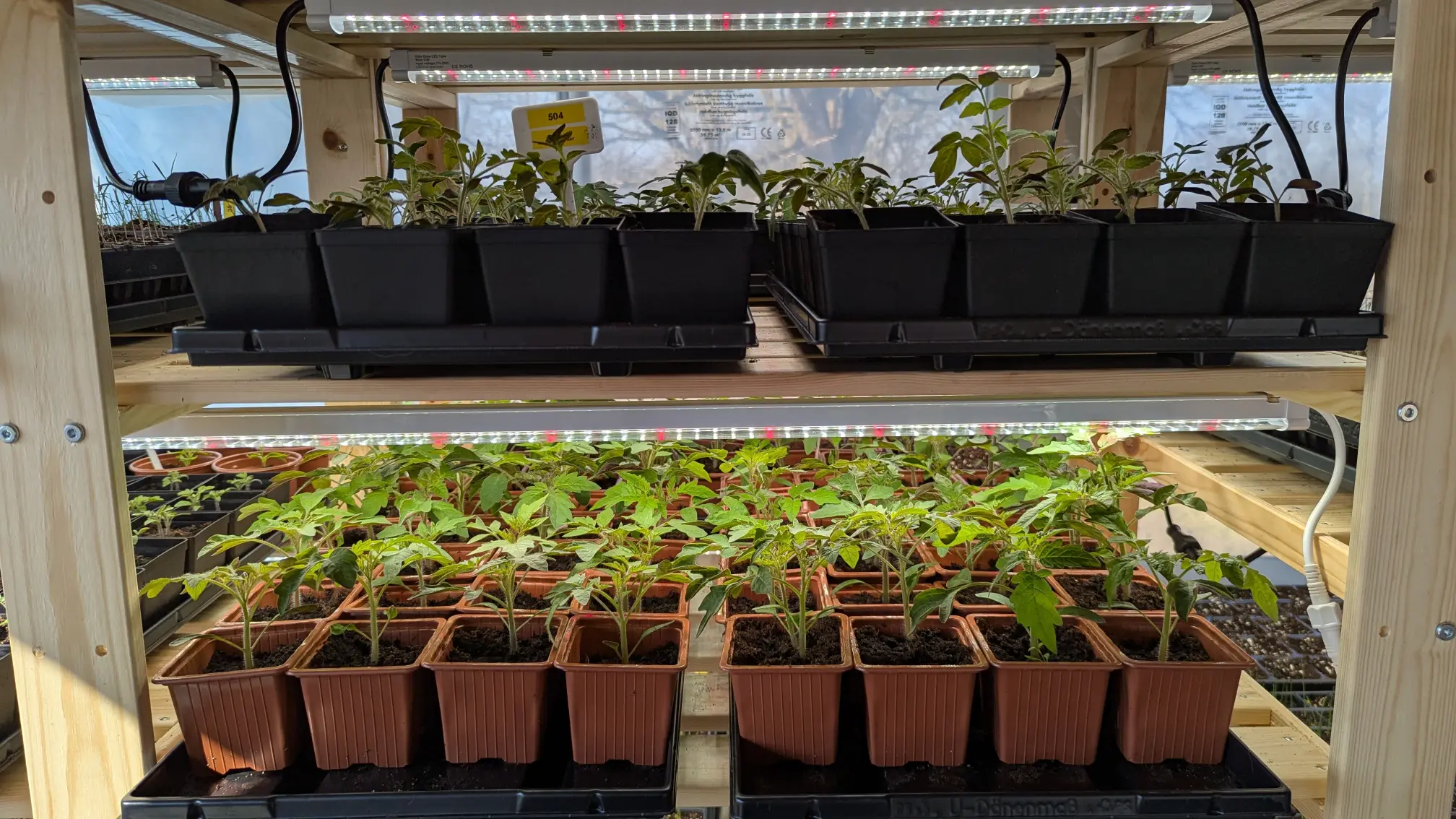 Små plantor