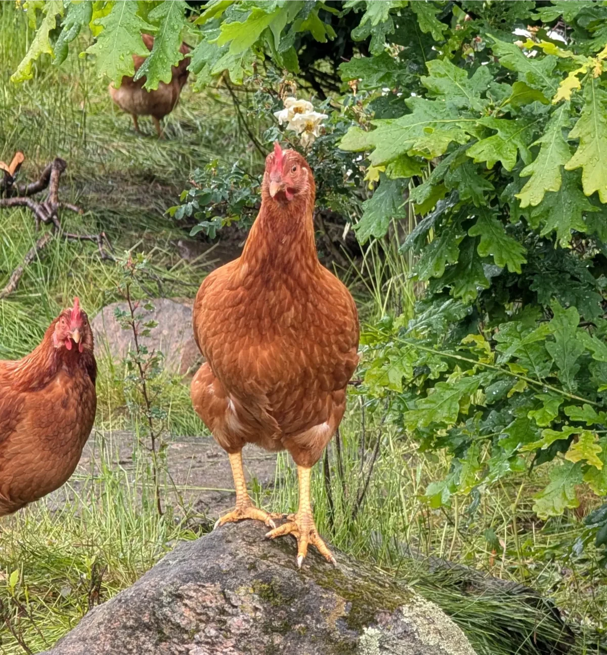 En höna sitter på en sten utomhus.