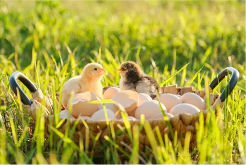 ägg i en korg